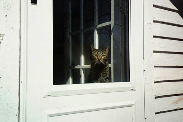 animalsthatsawme02.jpg
