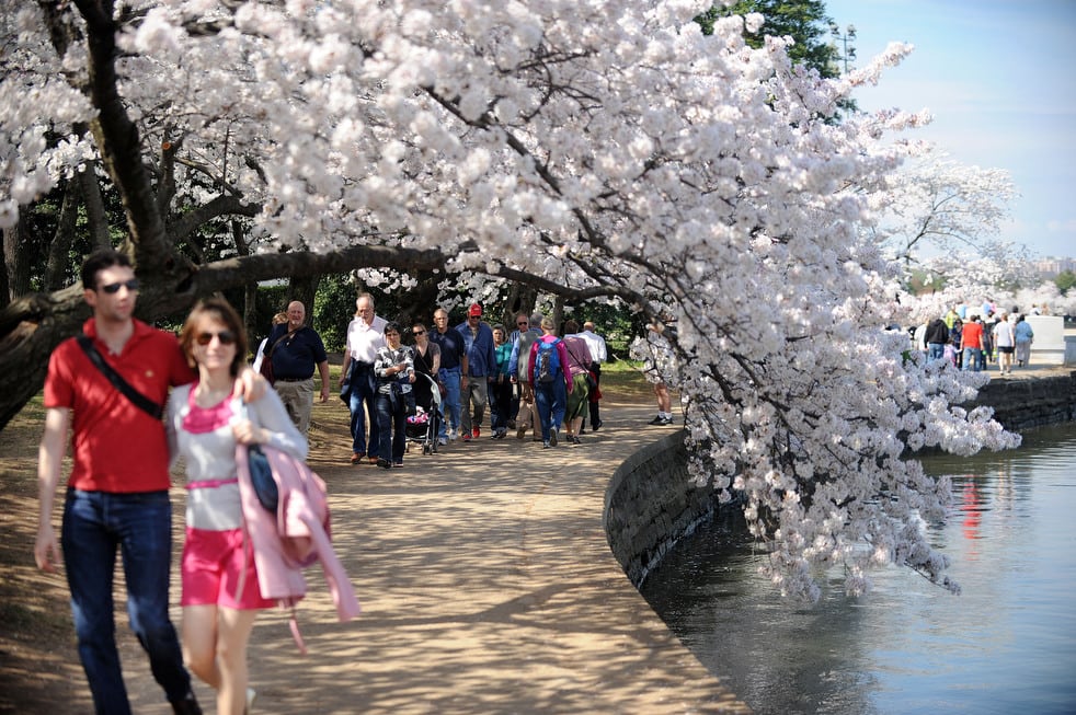 cherry o National Cherry Blossom Festival celebrates 100 years