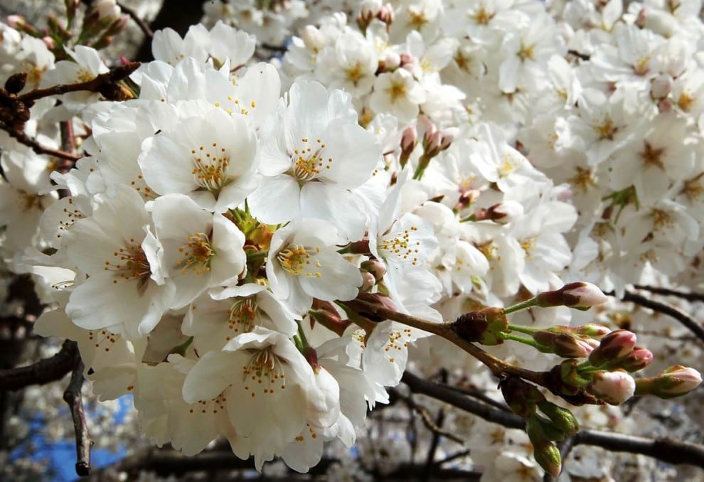 stars18 990x6932 national cherry blossom festival celebrates 100 years