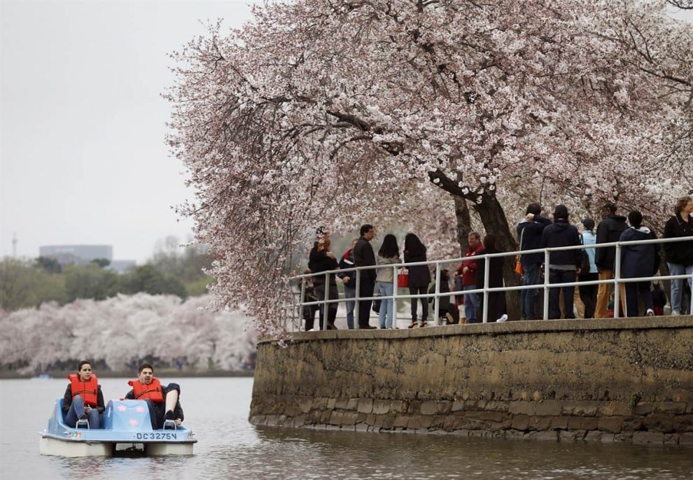 stars18 990x6933 National Cherry Blossom Festival celebrates 100 years