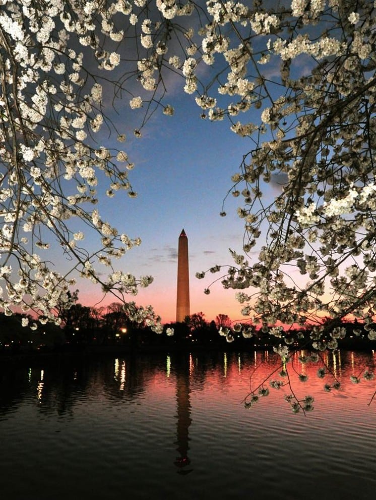 stars24 644x9901 national cherry blossom festival celebrates 100 years