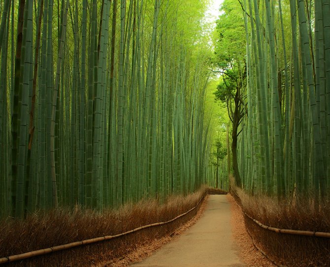 bamboo-forest