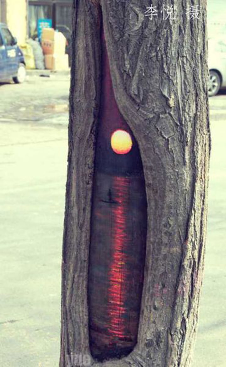 Surprising Paintings on Tree trunks |FREEYORK