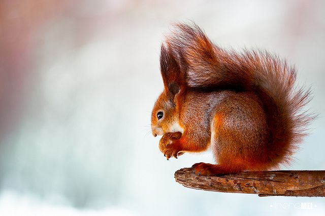 Awesome Art Photography Of Squirrels By Irene Mei | FREEYORK