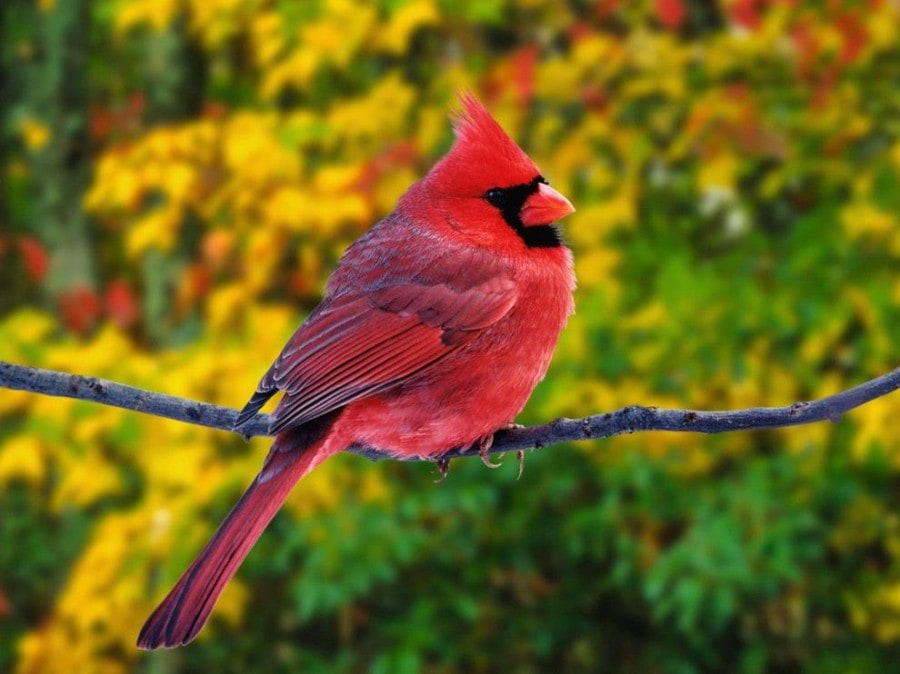 birdie05
