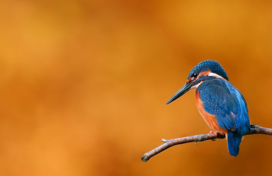 birdie06