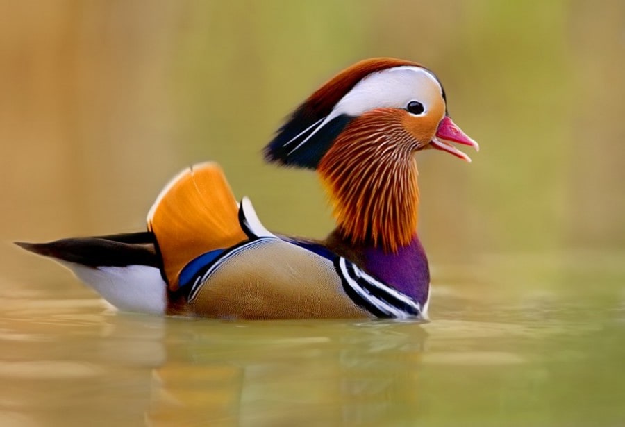 birdie08