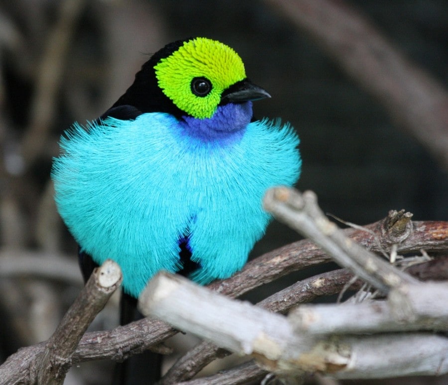 birdie09