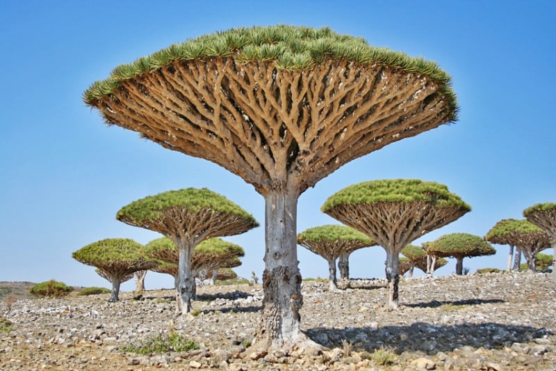 Dragon's Blood trees in Socotra