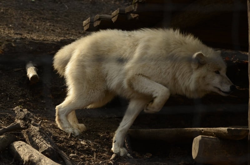 White Wolf