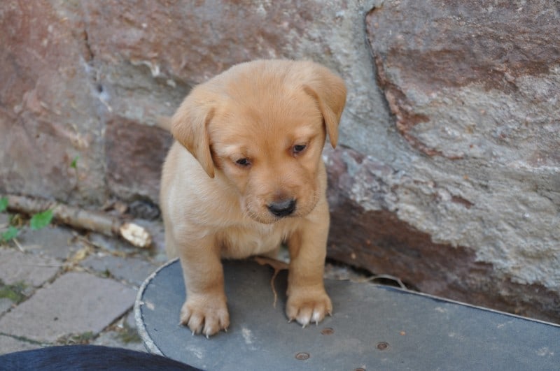 Sad Puppies That Will Make You Cry | FREEYORK