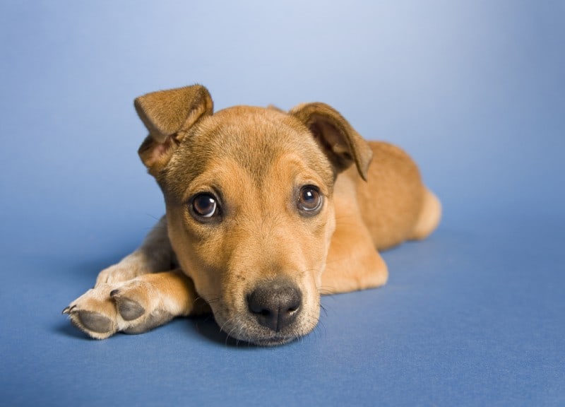 Sad Puppies That Will Make You Cry | FREEYORK