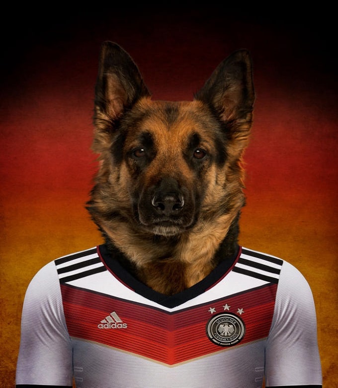 World Cup: Dogs in National Football Team Jerseys | FREEYORK