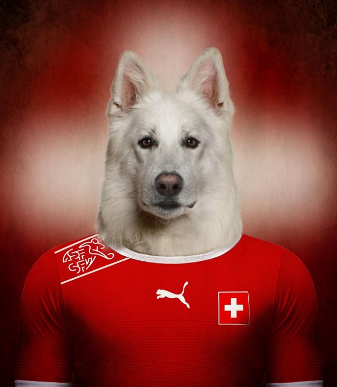 sobaki-i-futbol-2