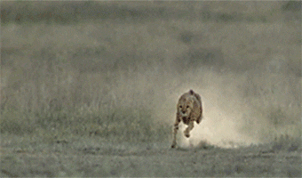 anigif_enhanced-buzz-22061-1398274515-171.gif