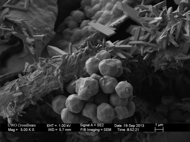 Microcosm Through the Microscope: Everyday Things That Look Totally ...