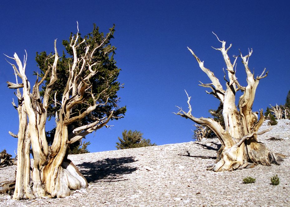 the-oldest-tree-on-the-planet-and-it-calls-california-home-freeyork