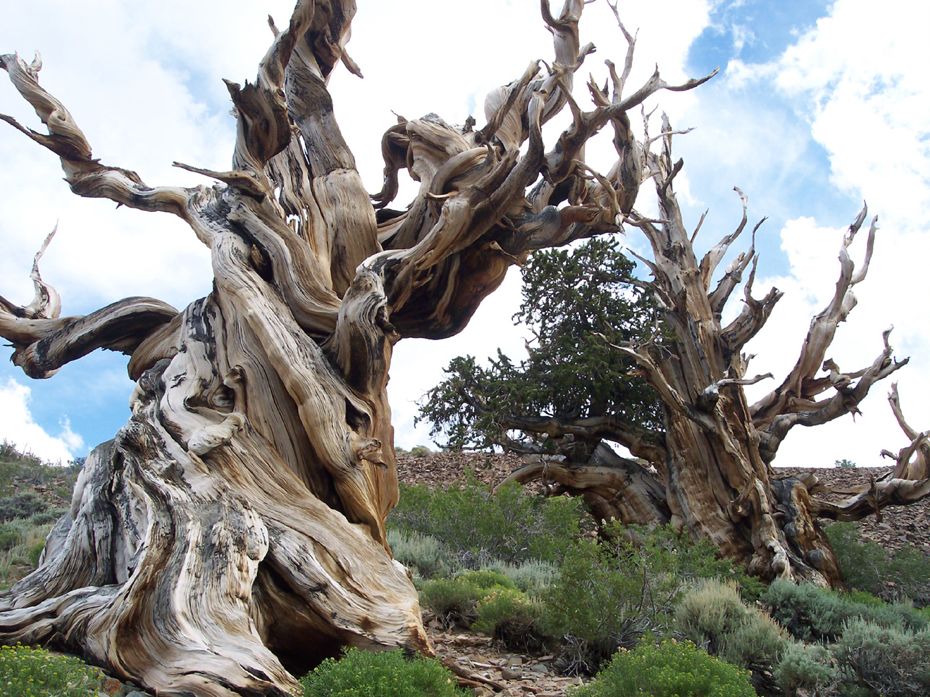 let-s-explore-together-the-world-s-oldest-tree-known-as-great