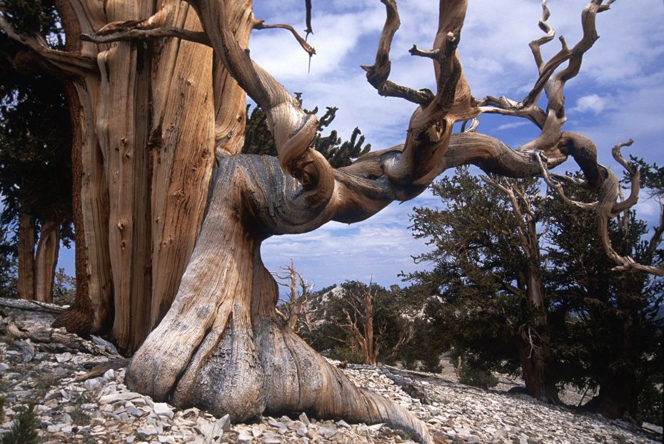 the-oldest-tree-on-the-planet-and-it-calls-california-home-freeyork