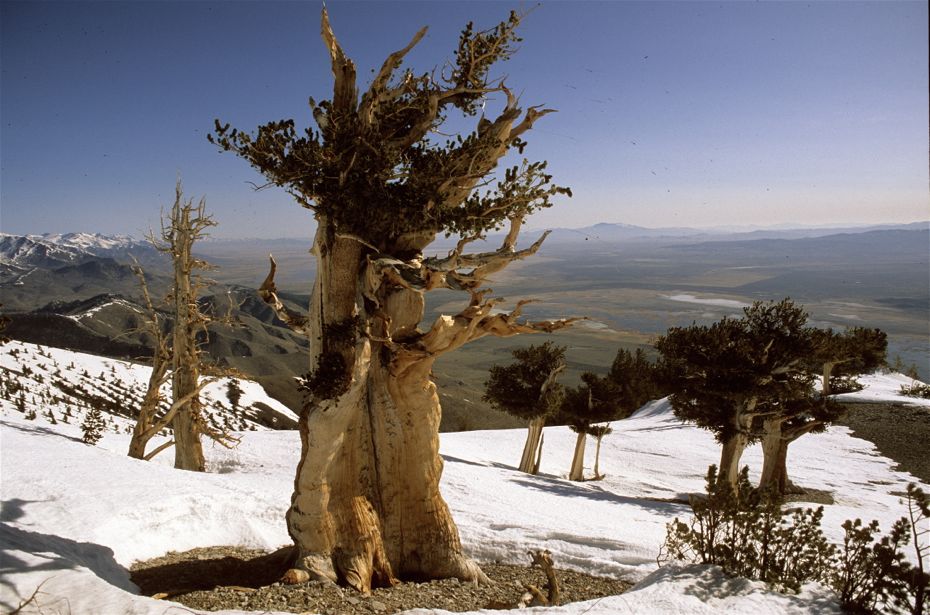 The Oldest Tree On The Planet And It Calls California Home FREEYORK   Bristlecone Pines 081 