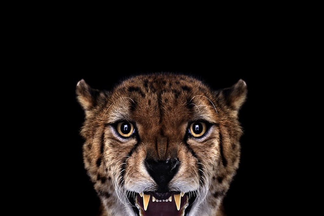 Amazing Studio Portraits Of Wild Animals By Brad Wilson | FREEYORK