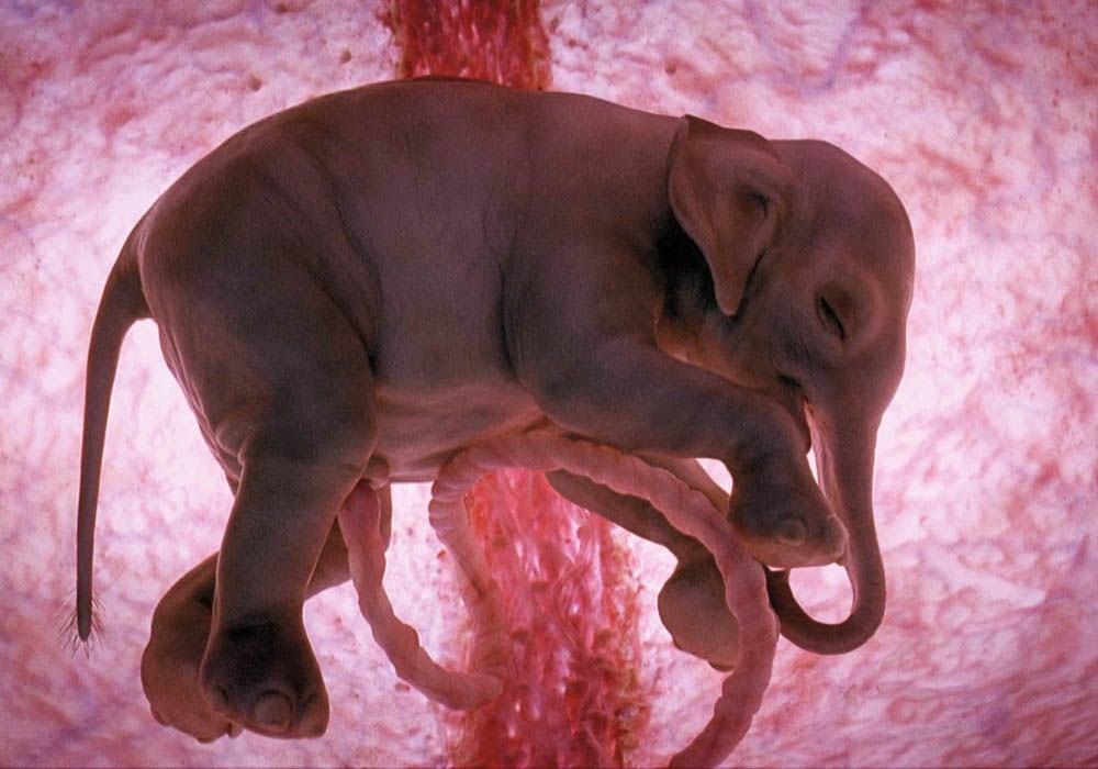 life before birth: touching photos of animals in the womb
