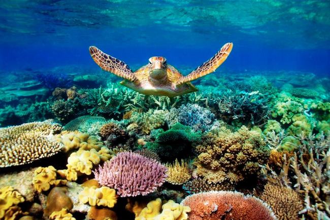 The Great Barrier Reef
