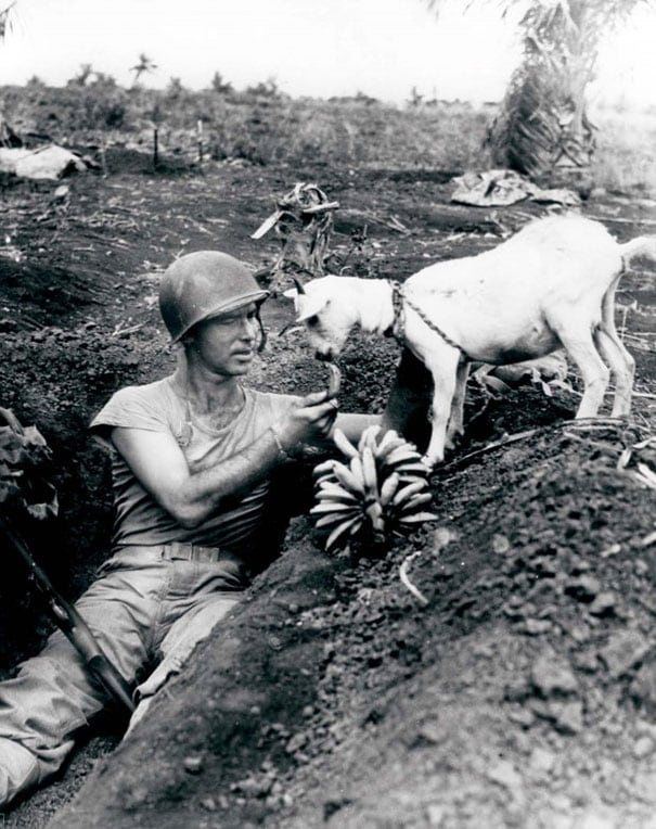Soldier shares a banana with a goat during the battle of Saipan, CA. 1944