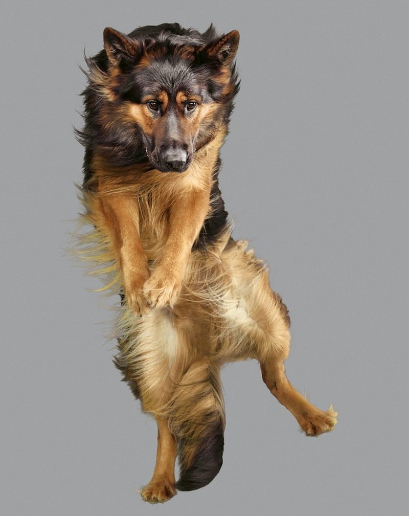 Hilarious Portraits of Dogs Jumping in the Air FREEYORK