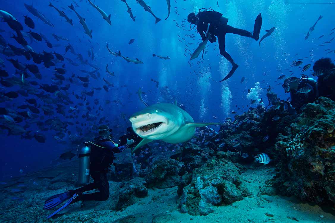 22 Best Scuba Diving Destinations in the World FREEYORK