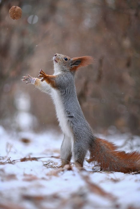 Photographer Vadim Trunov Captures a Cute Squirrel Photo-Shoot - FREEYORK