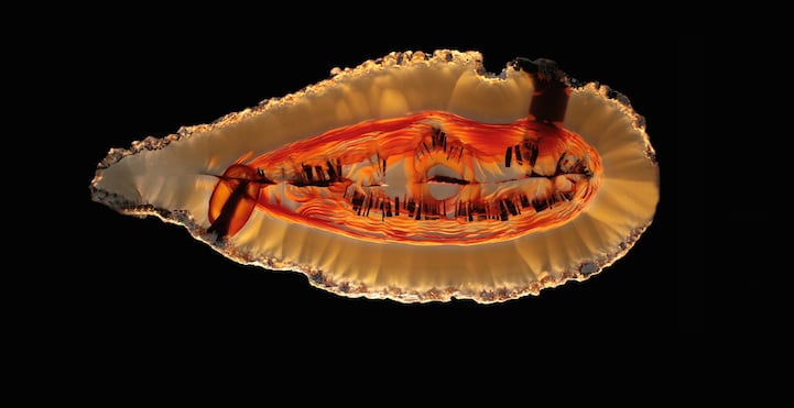 agate13JacquesRossier