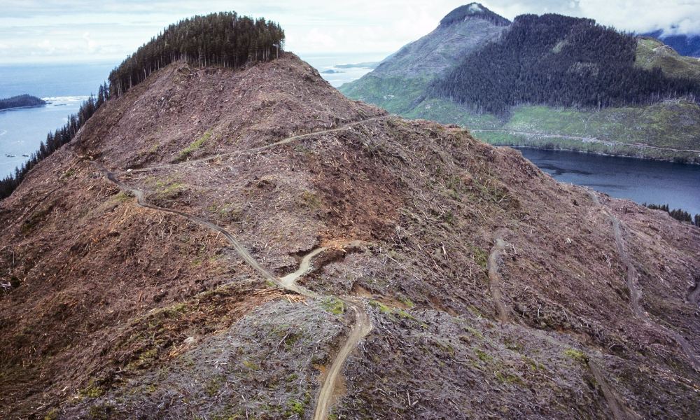 british-columbia-clearcut