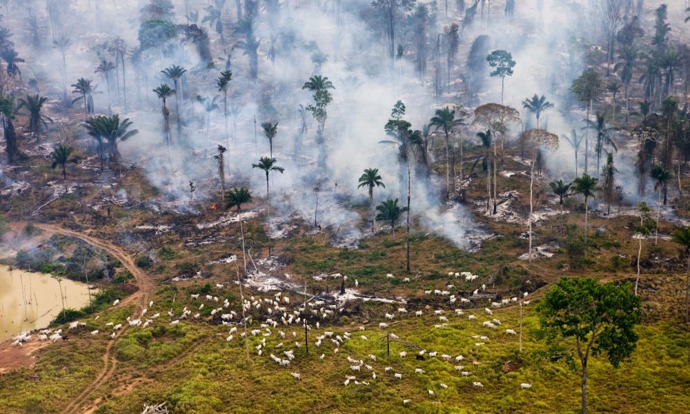 cattle-graze-amazon