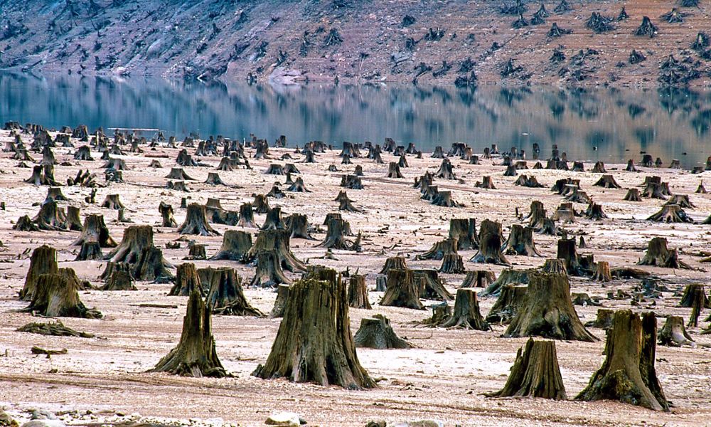 clear-cut-forest-in-oregon