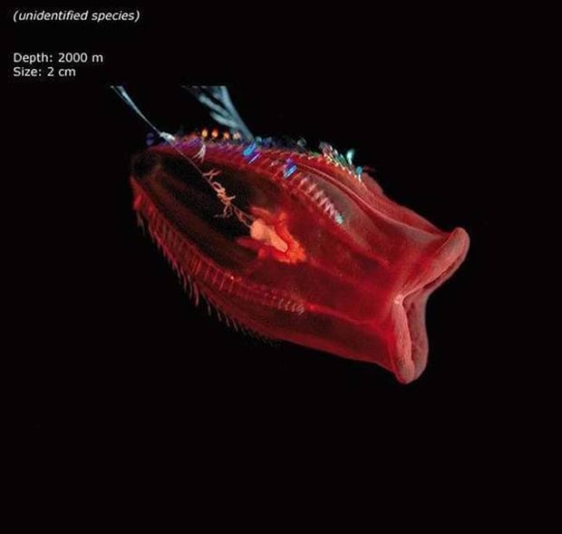 Unidentified species. Just look at how its body glows in the lightless ocean.