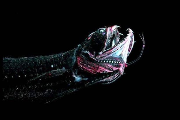 Dragon Fish. Just another of many fish that seem to have glow in the dark effects.
