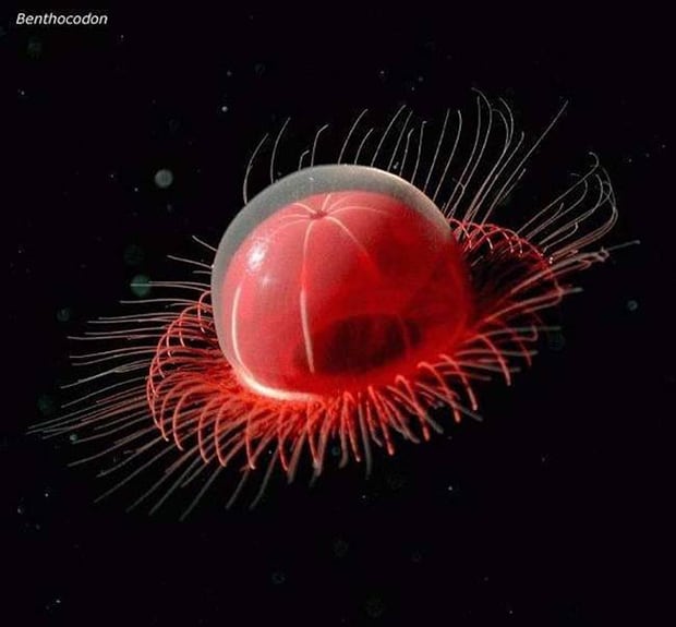 Benthocodon. How can something look so prehistoric and futuristic at the same time?