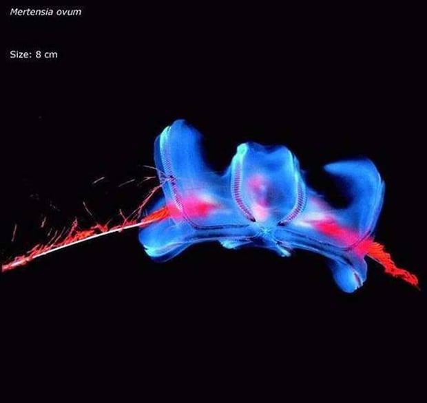 Martensia Ovum. I am reminded of lava lamps when I look at its body.