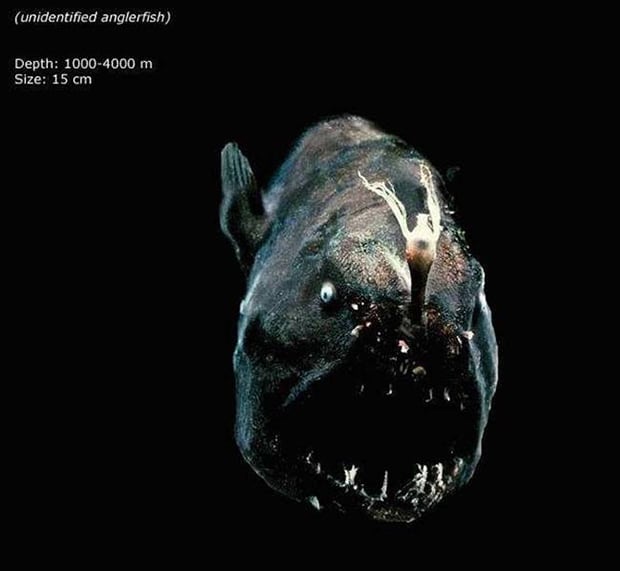 Bizarre Fish Living In The Deepest Part Of The Ocean | FREEYORK