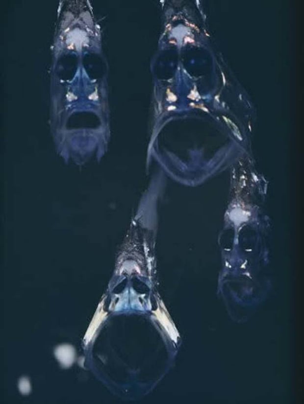 Hatchetfish. They have a very ghostly appearance to them.