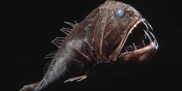 Fangtooth fish. The size of his teeth is incredible!