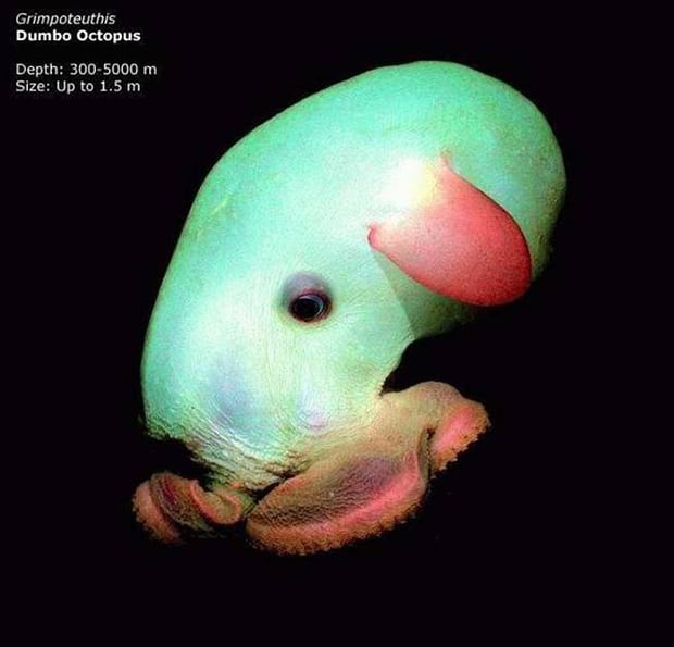 Dumbo octopus. This might be the only cute creature to lurk these incredible depths.