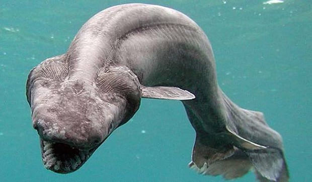 Frilled Shark. Just look at those strange teeth.