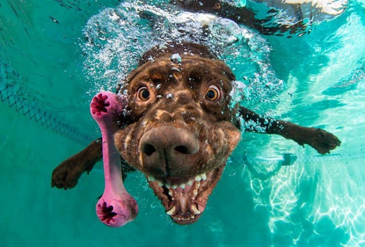 underwater dogs by seth casteel
