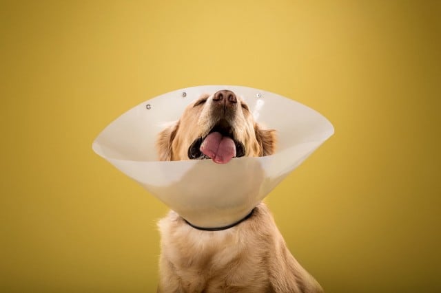 dogcones10-640x426