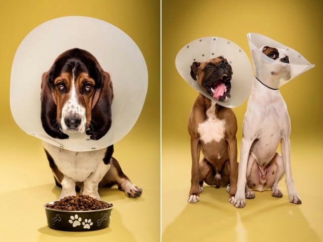 dogcones12-640x480
