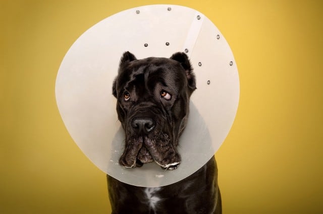 dogcones2-640x425