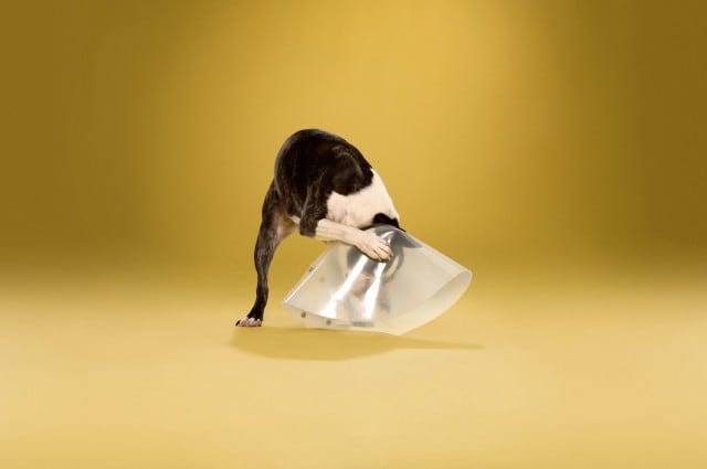 dogcones3-640x425