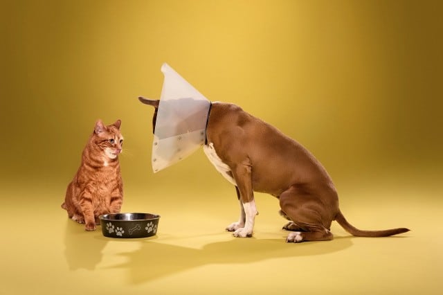 dogcones4-640x426